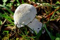 Unidentified Bolete Mushroom, Lewisville, WA, USA Royalty Free Stock Photo